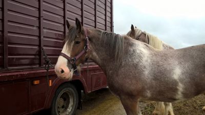 Chobham Ploughing Match 2017 Madge
