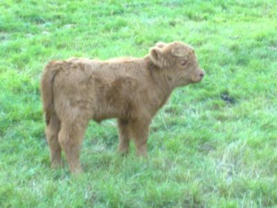 Thistle first calf born at Berkyn Manor for 30 years
