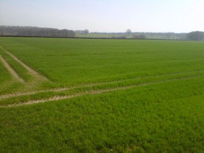 Chasemore Farm Crops
