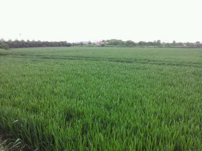 Claire Wheat at Stanwell near Heathrow
