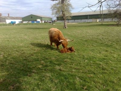 New Calf Berkyn Manor Mar 2009
