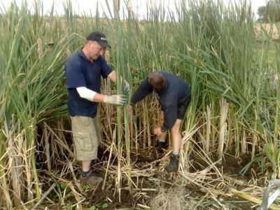 Harvesting Reeds for a Film Set
