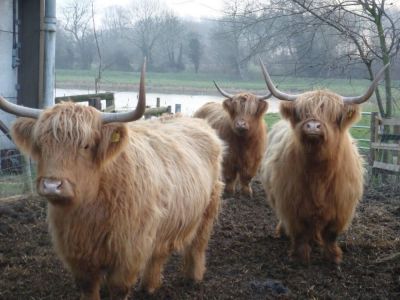First 3 Highland Cows at Berkyn Manor Farm Summer 2007
