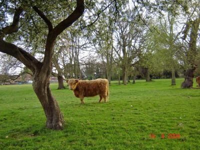 Highland Cattle Horton
