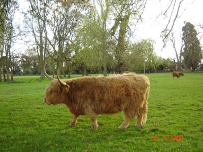 Highland Cattle Horton
