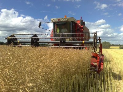 10 year old Massey Ferguson Combine Harvester tackles 2009 Rape Crop
