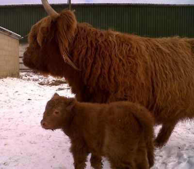 Snowflake in John Milton's Field Berkyn Manor, Horton
