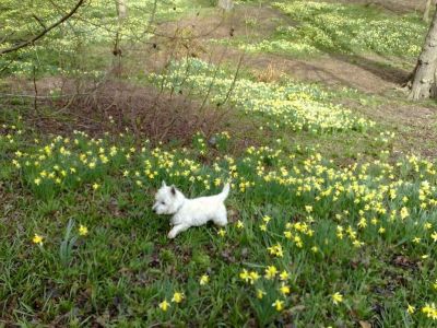 J.Rayner also do garden maintenance
