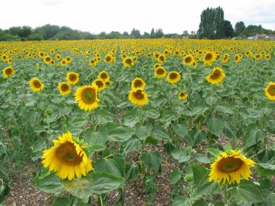 Sunflower crop between Wraysbury and Datchet
