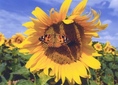 Sunflowers at Datchet
