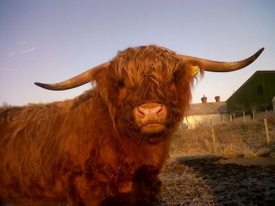 The Bull, Berkyn Manor,Horton
