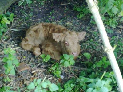 Thistle first calf born at Berkyn Manor for 30 years
Keywords:  J.Rayners