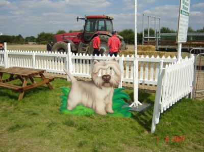 West Highland Dog at the Maze
