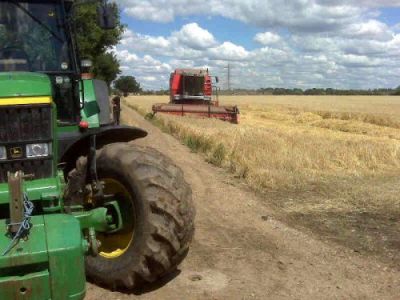 Winter barley harvest July 2008 This crop won the prize for best in the R.B.A.A. Show
