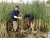 harvesting-reeds-for-film-set.jpg