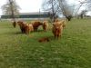 highland-cattle-protect-newborn-calf.jpg