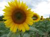 sunflower3.jpg